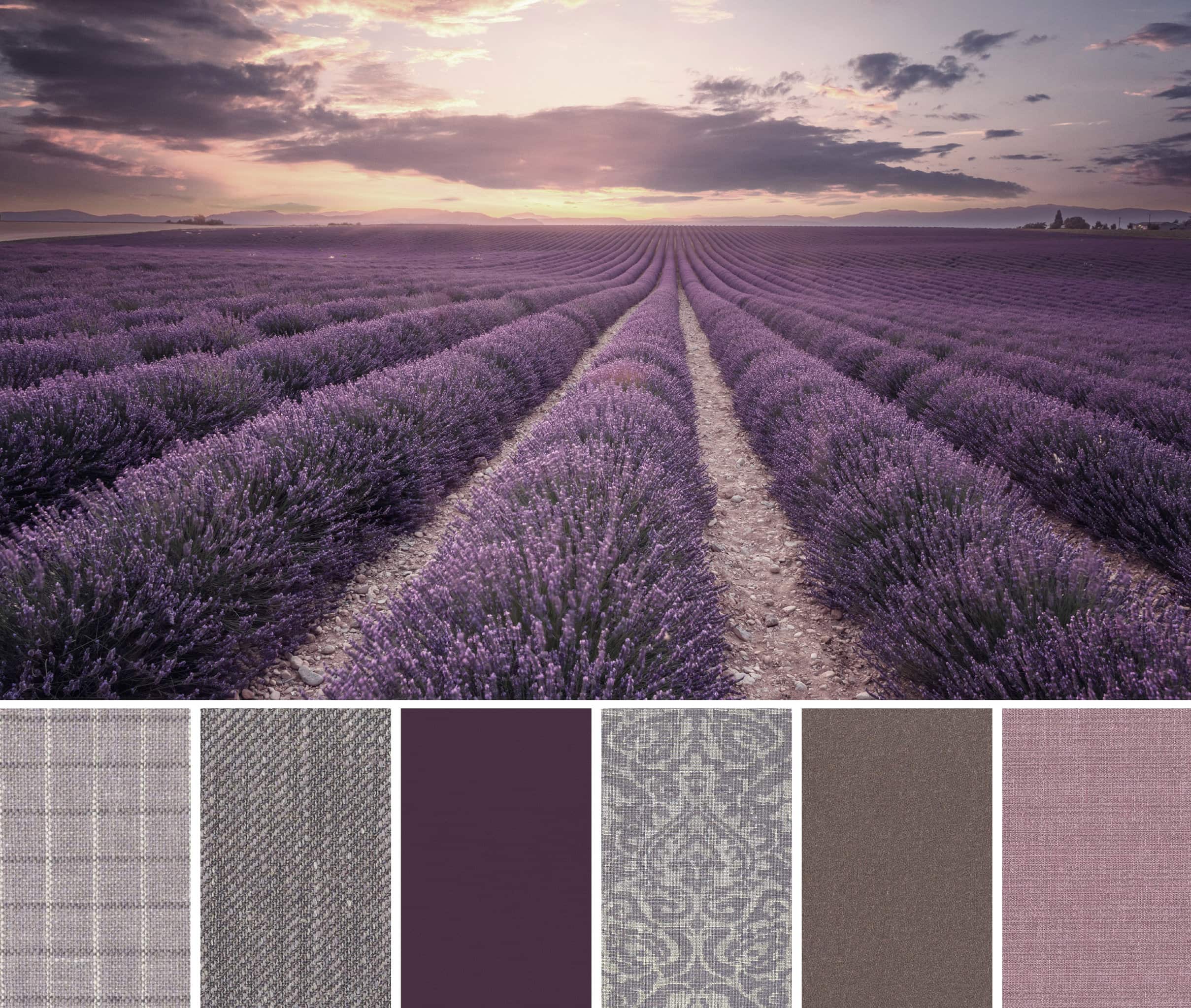 French Lavendar