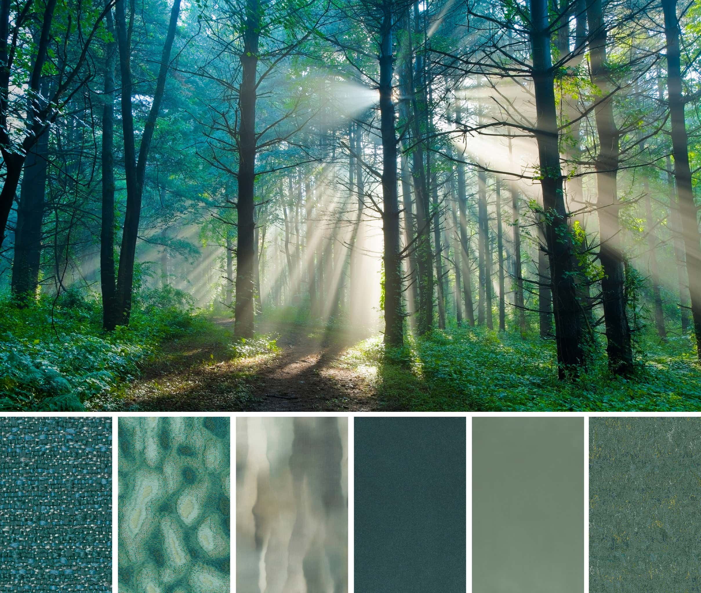 Spruce 2020 Color Forecast